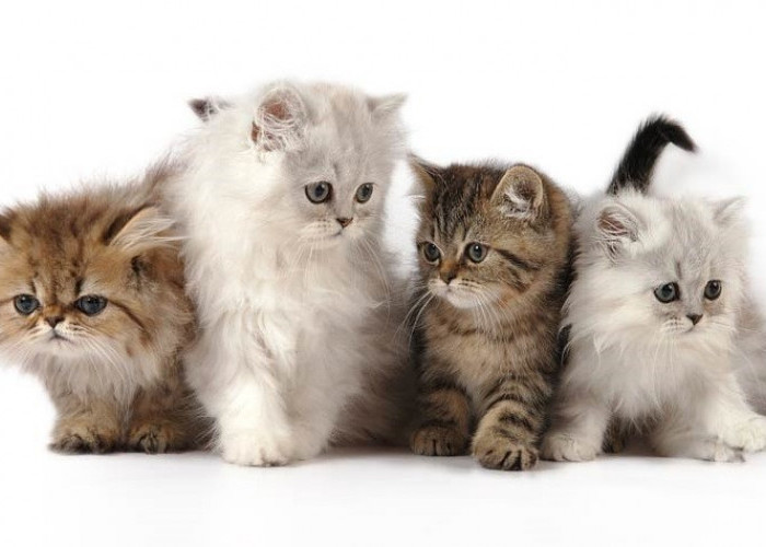 Mau Pelihara Kucing? Ini 8 Rekomendasi Jenis Kucing yang Lucu dan Menggemaskan