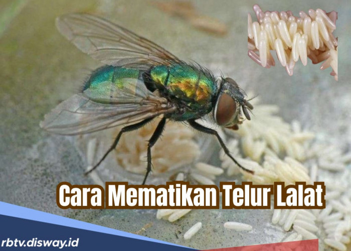Cara Alami Mematikan Telur Lalat, Jangan Sampai Masuk ke Dalam Tubuh