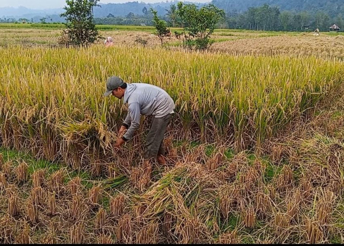 Kemarau, Petani Rejang Lebong Keluhkan Hasil Panen Padi Menurun