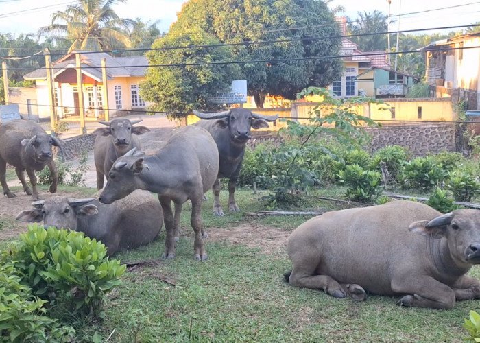 Kasus Wabah SE di Mukomuko Teratasi, Kini Nihil Laporan dari Peternak 