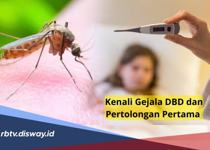 5 Pertolongan Pertama saat Terkena Demam Berdarah, Kenali Gejalanya