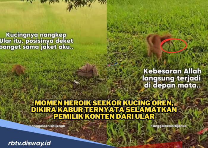 Momen Heroik Kucing Oren, Dikira Kabur Ternyata Selamatkan Pemilik dari Ancaman Ular