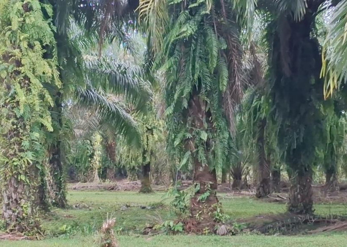 Dua Pencuri Sawit di Desa Padang Pandan Bengkulu Selatan Ditangkap