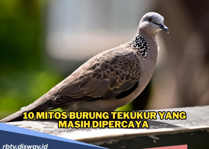 Mitos gaib burung tekukur