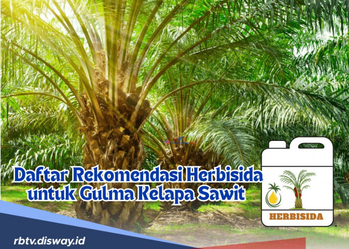 Daftar Rekomendasi Herbisida untuk Gulma Kelapa Sawit Paling Ampuh agar Tumbuh Optimal!