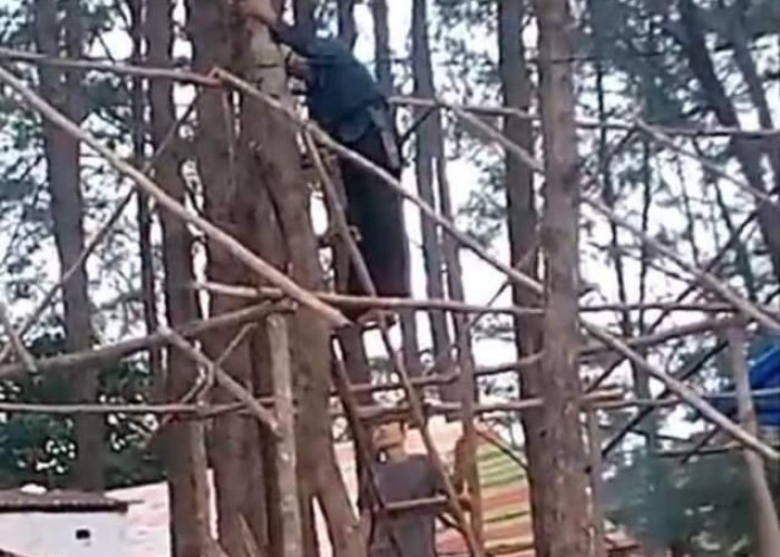 Waduh...Ada Laporan Pohon di Pantai Panjang Ditebang, Padahal untuk Keindahan Pantai