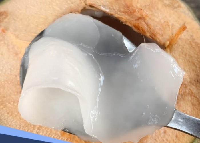 Manfaat Daging Kelapa Muda, Makanan yang Enak dan Berkhasiat untuk Kesehatan