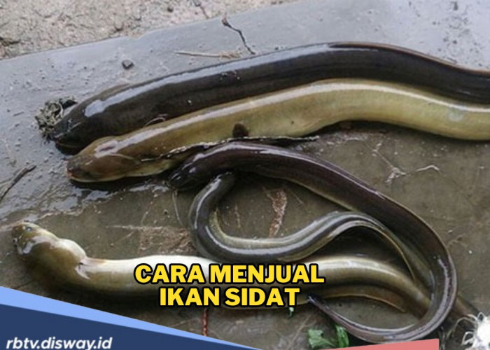 Begini Cara Menjual Ikan Sidat untuk Pebisnis Pemula agar Menembus Pasar Lokal hingga Internasional