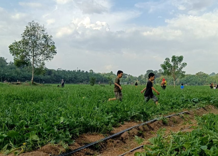 Sulap Sawah Kering Menjadi Kebun Semangka, Desa Lubuk Gio Berubah jadi Agrowisata 