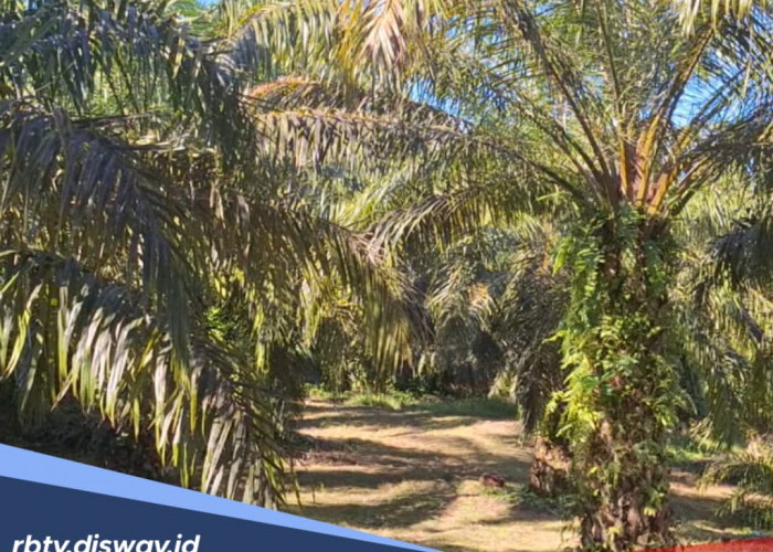 Biaya Subsidi Replanting Sawit Rakyat di Mukomuko Meningkat, Jadi Segini Per Hektare