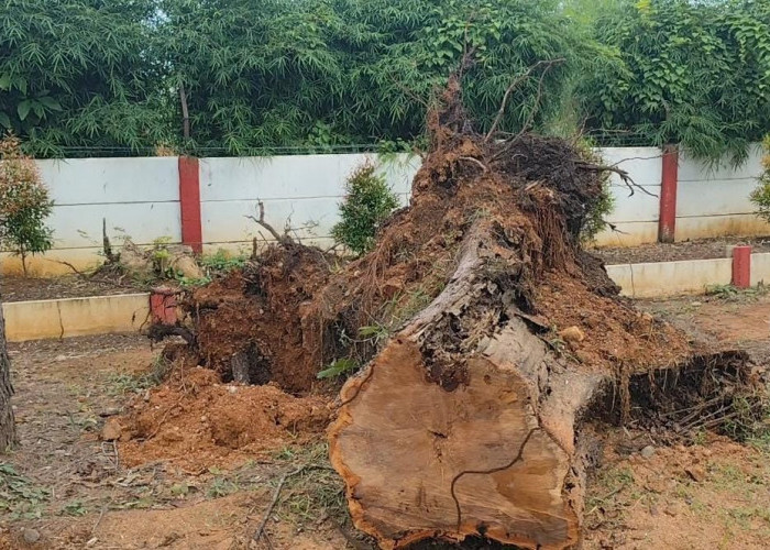 Pohon Tumbang di Lapangan Golf, Seorang Caddy Meninggal Dunia