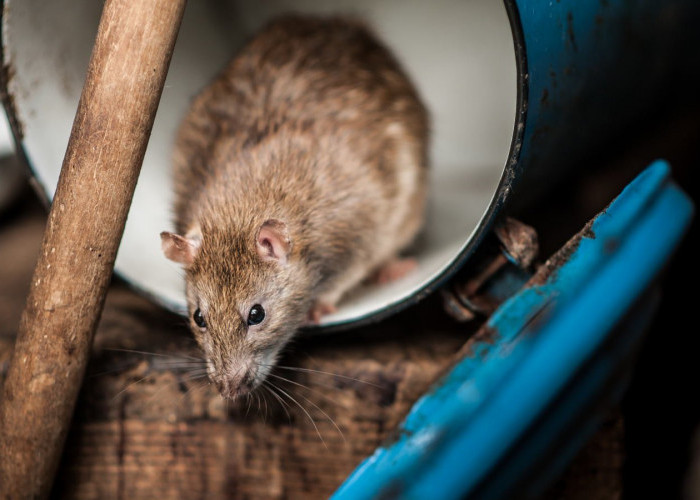 Seisi Rumah Bau Pesing karena Banyak Tikus, Coba Lakukan 3 Tips Ini, Bisa Pakai Cuka Makan