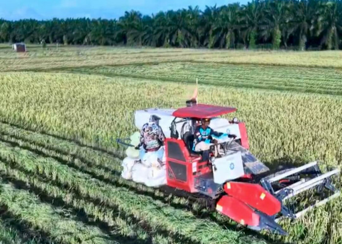 Hasil Program Oplah Non Rawa Seluas 2.200 Hektare di Seluma Diklaim Hasilkan 11 Ribu Ton Gabah 