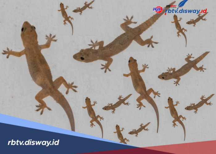 2 Pertanda Banyak Cicak di Rumah yang Tidak Boleh Dianggap Remeh