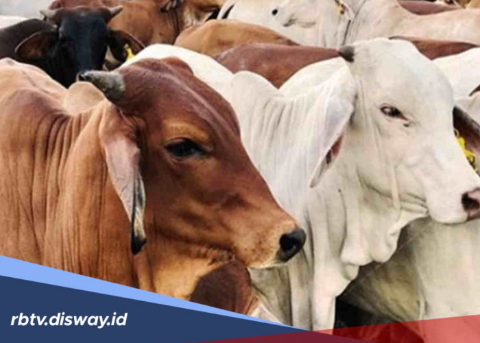 Cara Memilih Hewan Kurban Jenis Kambing dan Sapi yang Bagus dan Sehat