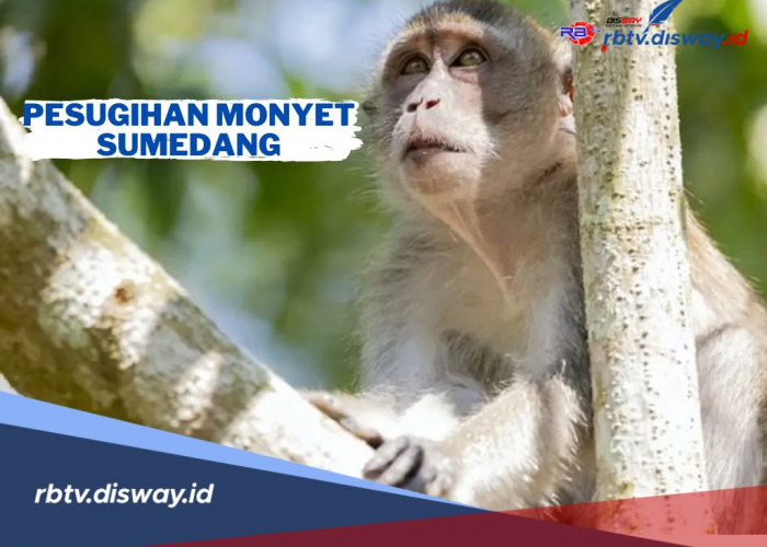 Pesugihan Monyet, Ritual Agar Cepat Kaya yang Diyakini Warga Sumedang Jawa Barat