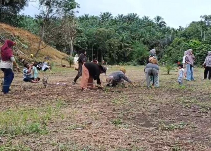 Musim Tanam Padi Akhir Tahun Petani di Bengkulu Tengah Terancam Gagal