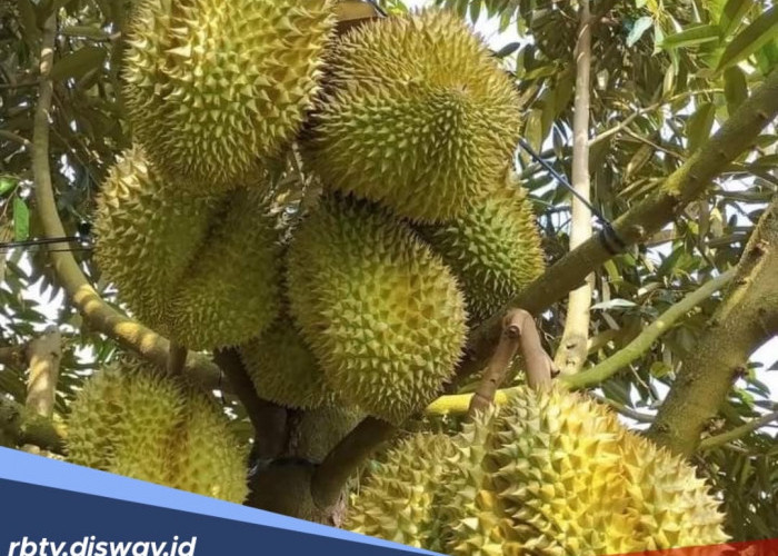 Tips Perawatan Pohon Durian agar Cepat Berbuah 