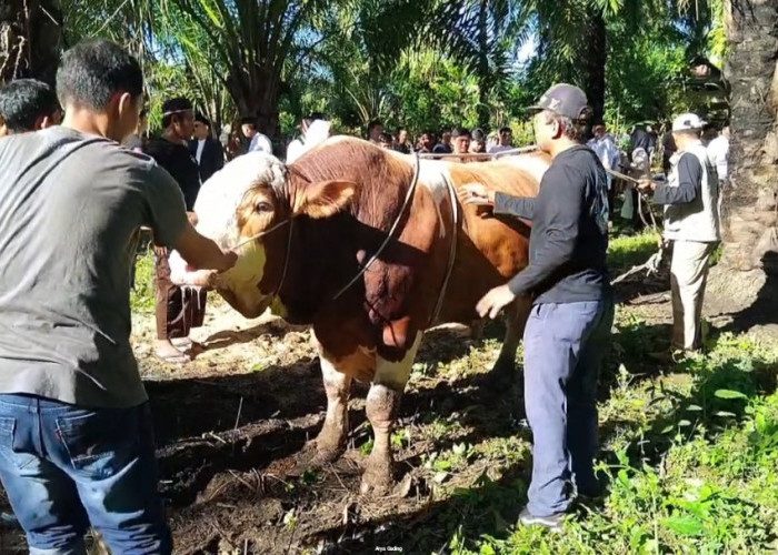 Dibeli Seharga Rp109 Juta, Sapi Presiden Prabowo Berbobot 977 Kg di Seluma Diserahkan untuk Warga SAM