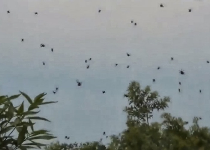 Aneh tapi Memang Terjadi, Hujan Katak di Brazil hingga Hujan Ikan, Apa yang Terjadi?