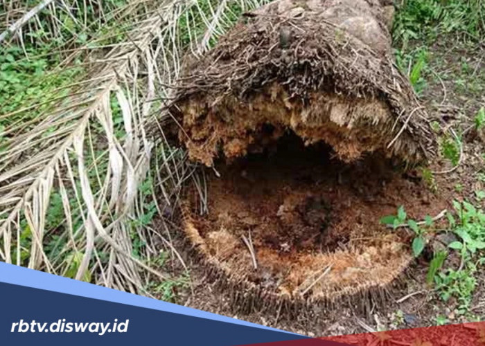 Cara Mengatasi Penyakit Akar pada Tanaman Kelapa Sawit