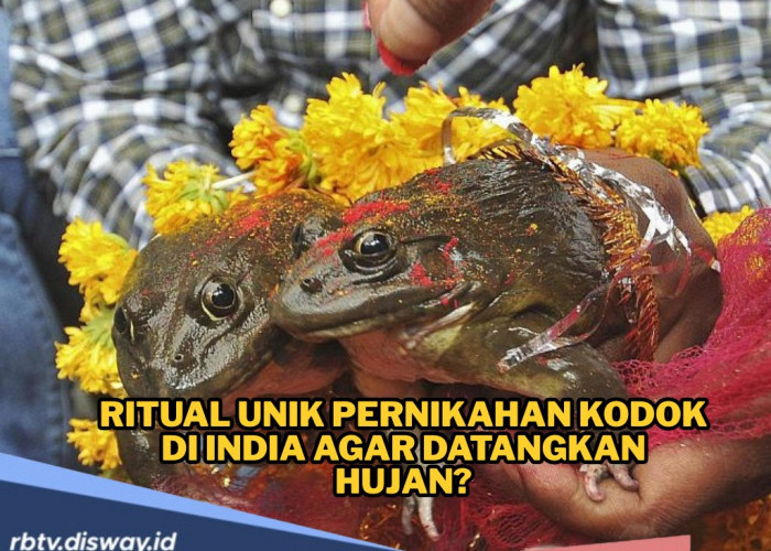 Ritual Aneh tapi Nyata, Ada Pernikahan Katak di India Layaknya Manusia