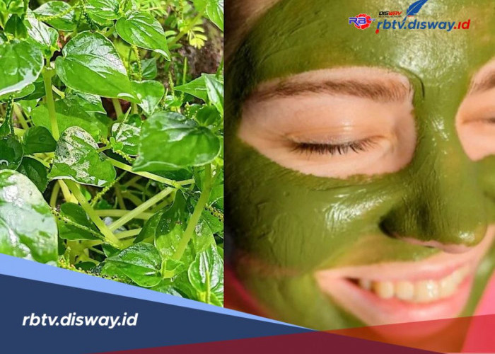 Masker Wajah Alami Daun Sirih Cina dan Cara Membuatnya, Hempaskan Jerawat Memandel