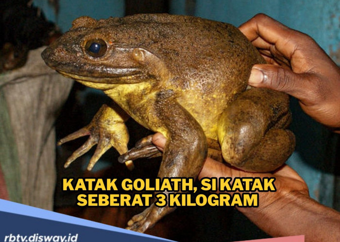 Katak Goliath Jadi Katak Raksasa di Dunia, Beratnya Seperti Bayi Baru Lahir, Bisa Hidup Hingga 15 Tahun