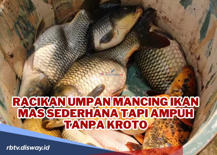Ngga Masalah! Ini Racikan Umpan Mancing Ikan Mas Sederhana tapi Ampuh Tanpa Kroto, Dijamin Gacor