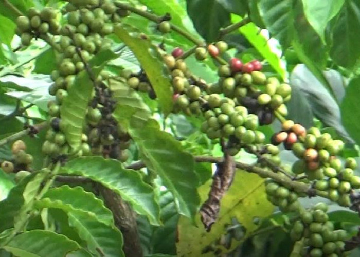 Gawat, Harga Kopi Turun Jadi Rp 50 Ribu per Kilogram, Ternyata Ini Penyebabnya