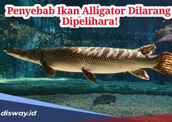 Ini Penyebab Kenapa Ikan Aligator Dilarang dan Berbahaya jika Dipelihara!