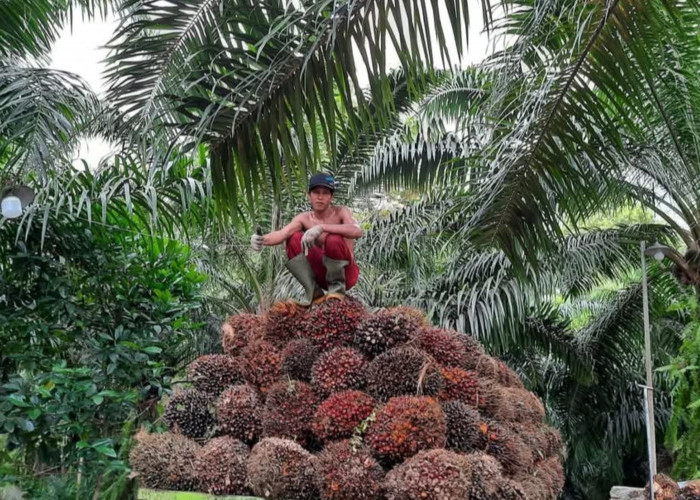 Harga Terbaru TBS Kelapa Sawit 2 Januari 2025 di Kabupaten Bengkulu Tengah, Terendah Rp2.830 per Kg