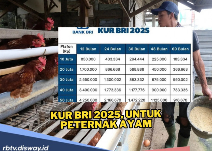 KUR BRI 2025 Rp 20 Juta untuk Peternak Ayam, Catat Angsuran dan Syaratnya Berikut