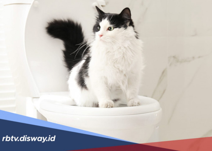 Cara Melatih Kucing agar Pup di Toilet, Bisa Dicoba di Rumah