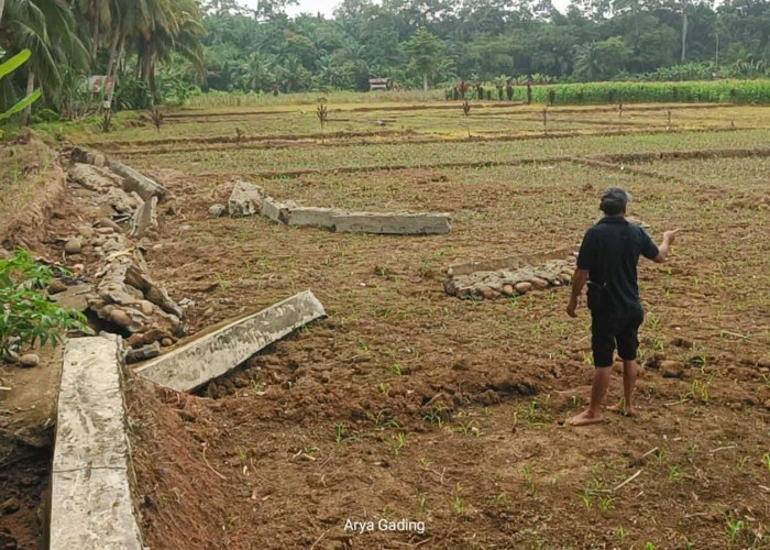 Lahan Pertanian Air Hitam Seluma Timur Terancam Alih Fungsi Lahan