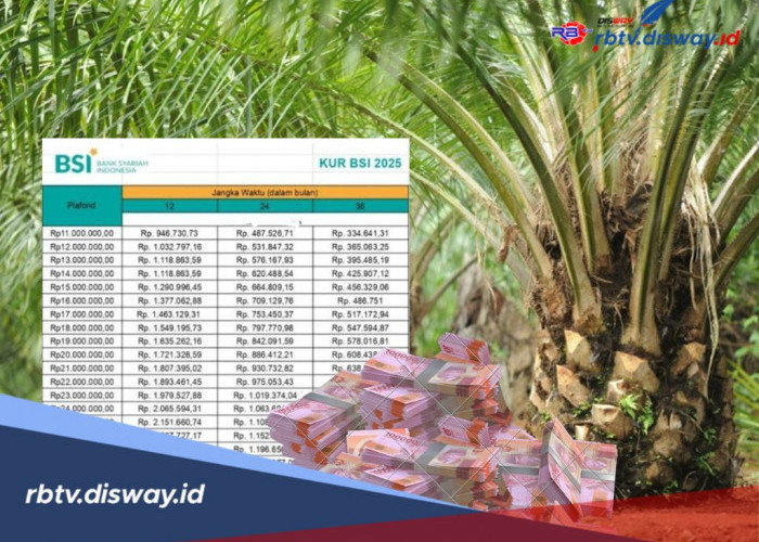 Pinjaman untuk Petani Sawit, KUR BSI 2025 Rp 80 Juta, Berapa Cicilan Paling Rendahnya?