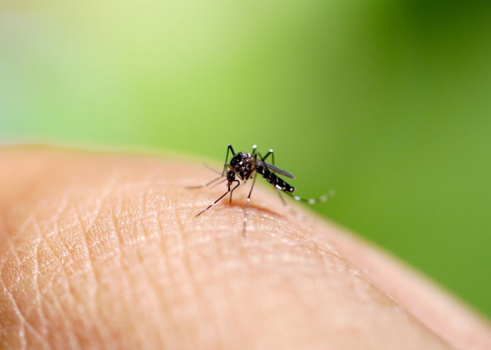Jaga Kesehatan Keluarga, Ini 8 Tanaman untuk Mengusir Nyamuk, Tanam di Halaman Rumah