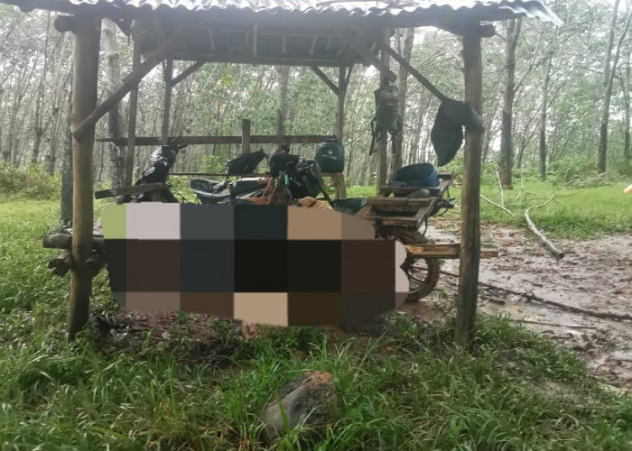 3 Karyawan PTPN VII Padang Pelawi Tersambar Petir saat Sadap Karet, 1 Tewas