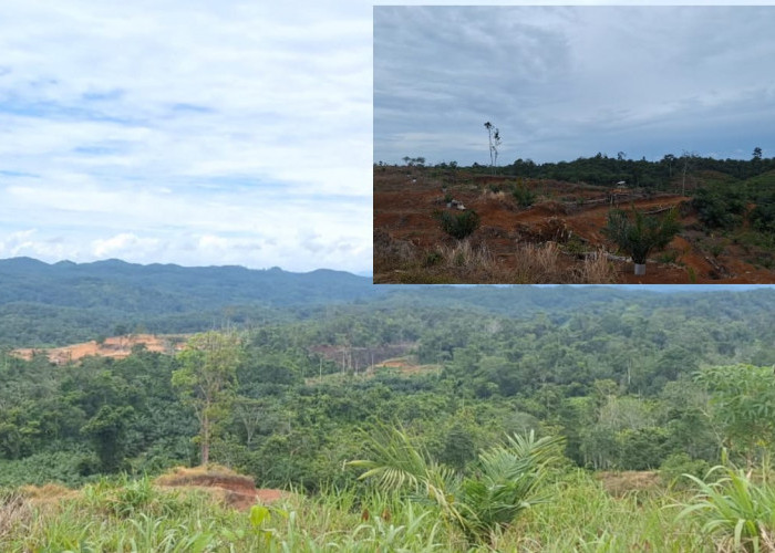 Wujudkan Ketahanan Pangan, 640 Hektare Lahan Replanting di Mukomuko akan Ditanami Padi Gogo