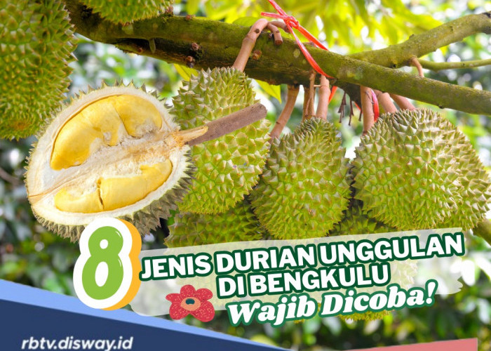 8 Jenis Durian Unggulan di Bengkulu, Wajib Dicicipi Pencinta Durian