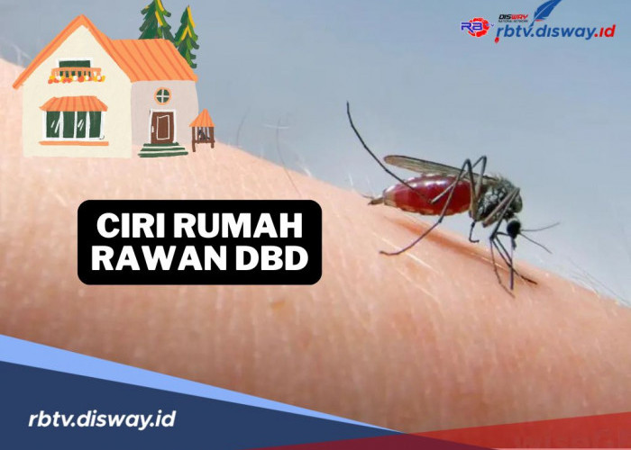 Kenali Ciri-ciri Rumah yang Rawan DBD, Waspadalah saat Musim Penghujan