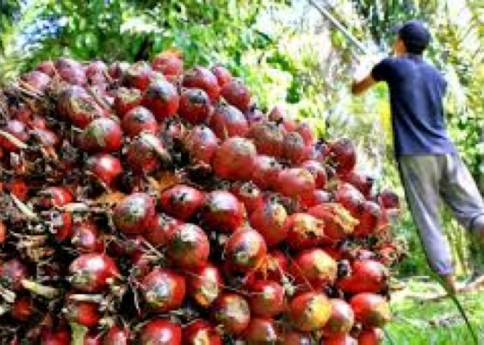 Tahun Depan Harga Sawit Masih Tinggi, Tanam 4 Tanaman Berikut untuk Basmi Hama Kepala Sawit