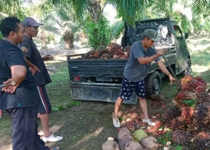 Dinas TPHP Provinsi Bengkulu Umumkan Jika Harga TBS Kelapa Sawit Rp 3.409 per Kilogram