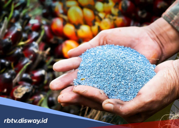 Urutan dan Periode Pemupukan Kelapa Sawit agar Cepat Berbuah Menurut Ahli