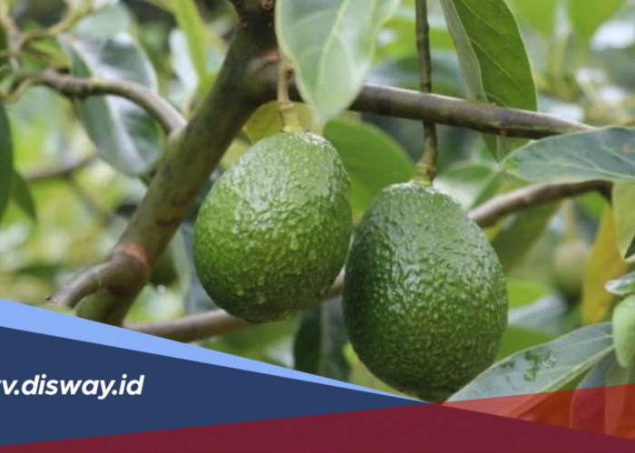6 Tips Alami agar Pohon Alpukat Cepat Berbuah