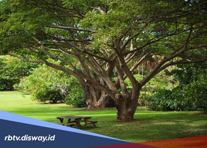 7 Rekomendasi Jenis Pohon Pelindung untuk Halaman Rumah