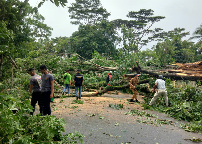 Pohon Tumbang di Sungai Rupat, Anggota Polisi Jadi Korban