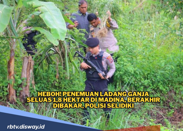 Polisi Temukan Ladang Ganja Seluas 1,8 Hektar, 650 Kilogram Ganja Sudah Siap Panen