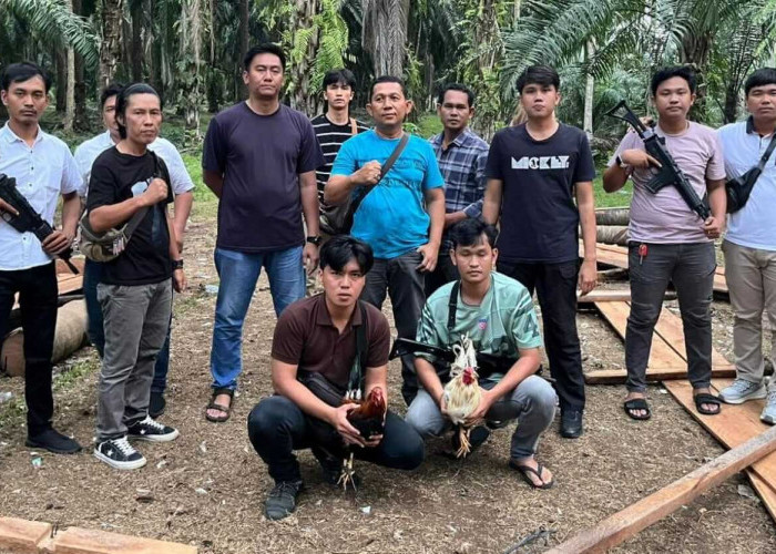 Polres Kaur Gerebek Judi Sabung Ayam dan Dadu di Tanjung Kemuning 