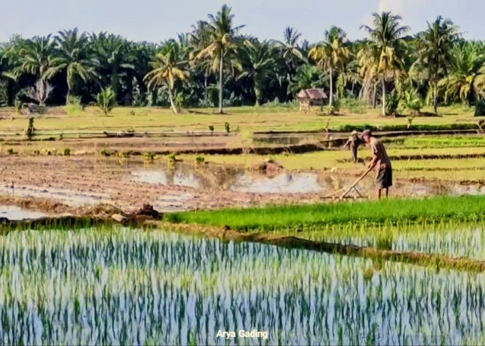 Musim Tanam Tiba, Petani Seluma Keluhkan Kelangkaan Alokasi Pupuk Subsidi